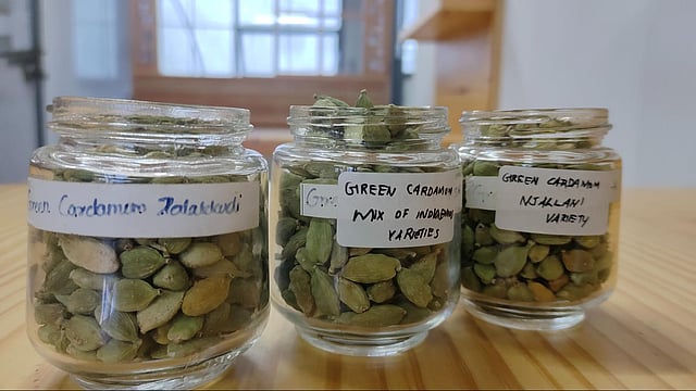 Gambling with groundwater: In Idukki, cardamom farming turns unsustainable 4 Three glass jars of different cardamom varieties placed on a wooden table