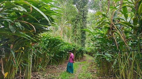 A person wearing a pink shirt and a blue lungi is walking through a lush green plantation with tall, leafy plants on either side. The setting appears to be a cardamom farm, surrounded by dense vegetation and towering trees covered in vines. The scene exudes a tranquil and natural atmosphere.