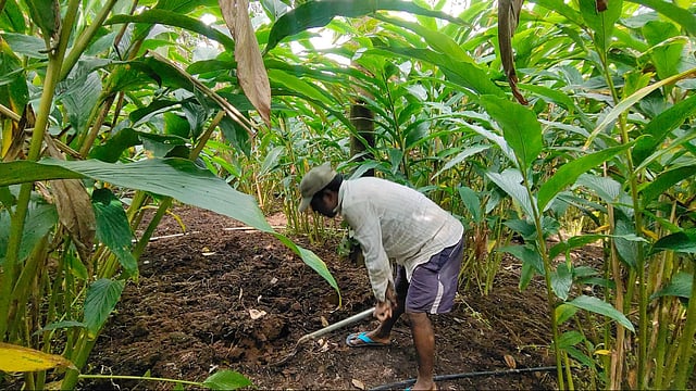 Gambling with groundwater: In Idukki, cardamom farming turns unsustainable 12 A laborer ploughing the field to loosen the soil