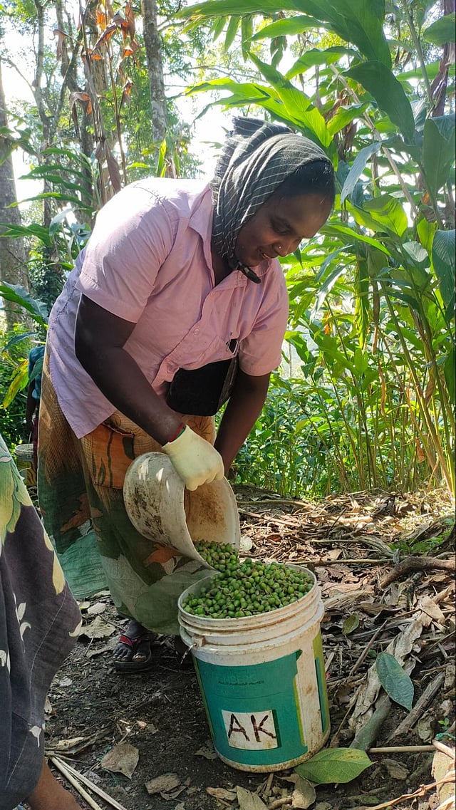 Gambling with groundwater: In Idukki, cardamom farming turns unsustainable 2 A woman wearing a pink shirt and cloth wrapped around her hair pourting harvested cardamom fruit into a plastic bucket