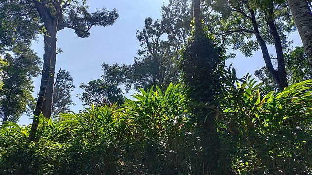 Gambling with groundwater: In Idukki, cardamom farming turns unsustainable 6 A cardamom plantation with small green shrubs amid tall trees