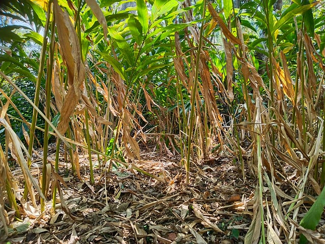 Gambling with groundwater: In Idukki, cardamom farming turns unsustainable 5 Wilted cardamom plants