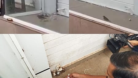 The image featuring the officials rescuing the bird 