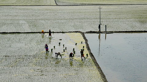 Farmers planting rice seedlings in a waterlogged paddy field; the scene shows several workers, mostly women, bending over as they work in rows, surrounded by flooded plots and bunds, with one person standing near an electric pole in the background.