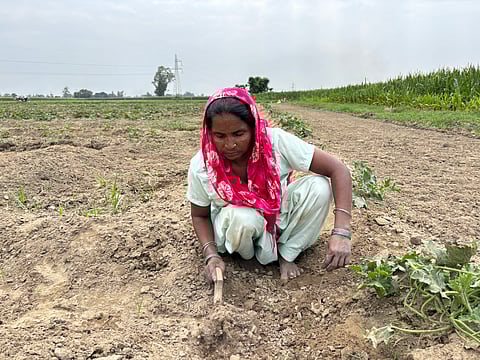 The image shows a woman, Ramdevi, wearing a light green outfit and a bright pink patterned headscarf, crouched on dry farmland. She is using a small hand tool to till the soil. Surrounding her are patches of sparse vegetation, with more lush green crops visible in the background. The scene is set under a cloudy sky, and the field stretches out toward the horizon, bordered by trees and electric poles. This image reflects agricultural labor in a rural setting.