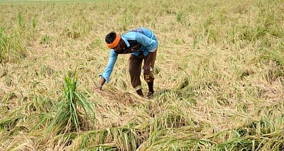 TN farmers demand compensation for crop loss after unseasonal rain