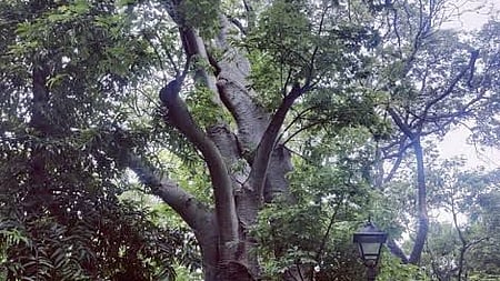 Chennai launches ‘Heritage Trees’ initiative to protect rare, endangered species