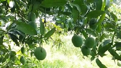 TN farmers to hold statewide protest on June 10 over mango price crash