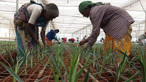 Despite growing role, women farmers lack land, voice and crucial access