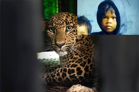 Four-year-old girl killed by leopard in Valparai, third such attack in two years