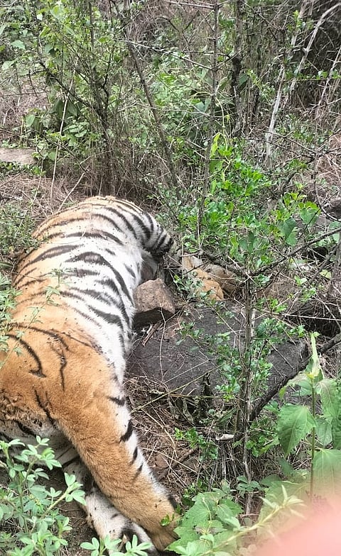 Tigress and four cubs die in Karnataka sanctuary, probe ordered