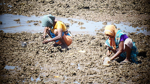 Oyster collection in Aghanashini estaurine area