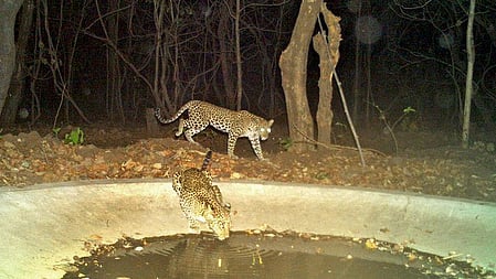 Tiger Reserve in Telangana