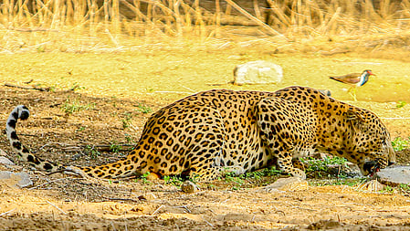 TN forest dept steps up leopard monitoring after cow killed near Coimbatore