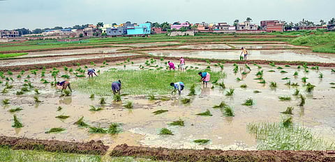 A group of farmers are planting paddy saplings in a waterlogged field. The workers, both men and women, are bent over while planting in neat rows. Bundles of green saplings are scattered around the field. In the background, residential houses and buildings are visible, indicating farmland close to an urban area. The sky above is overcast.