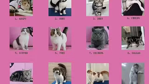 How MPs’ ‘abandoned’ cats became the unexpected symbol of Indonesia’s protests