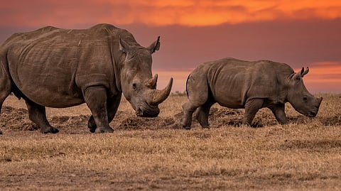 Even the most stable rhino populations are isolated and at risk from inbreeding.