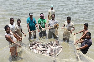 A group of men stand in a circle in water holding a net full of fish
