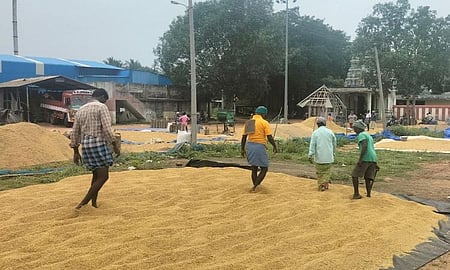 Delta farmers urge Stalin govt to raise moisture limit for paddy procurement