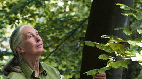 Jane Goodall