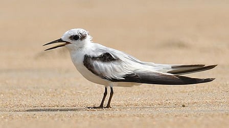 A migratory bird on a sandy ground, most likely the beach
