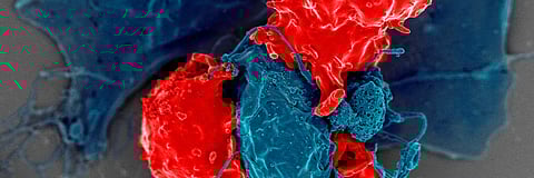 Regulatory T cells (red) interact with other immune cells (blue) and modulate immune responses. 