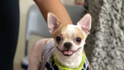 Domestic worker arrested for killing pet dog in Bengaluru