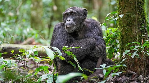 A male chimpanzee sitting on the ground at a national park