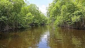TN govt launches major mangrove push to restore Ennore creek