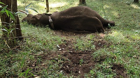 A high-angle, outdoor photo shows a large, dark brown adult male elephant (tusker) lying on its side, seemingly asleep or resting, in a grassy, partially forested area. The elephant has a collar visible around its neck. The ground immediately in front of the elephant is disturbed and bare of grass in a patch, while the surrounding area is covered in bright green vegetation and some forest litter. Several thin tree trunks are visible in the background and foreground. 