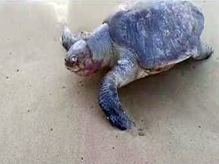 Ten dead sea turtles wash ashore in Chennai, sparking alarm ahead of nesting season