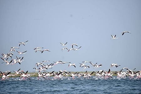 New spots emerge as roosting, breeding grounds for migratory birds in Chennai