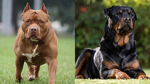 Greater Chennai Corp bans fresh license for Pit Bulls and Rottweilers, calls them aggressive