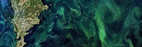 Phytoplankton blooms, seen by satellite in the Baltic Sea, pull carbon dioxide out of the atmosphere. 