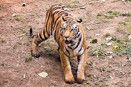 Tiger movement around Rajahmundry town triggers panic