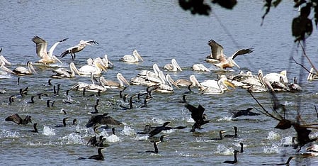 TN to conduct 2-day statewide terrestrial bird census today