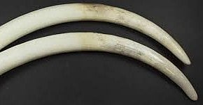 Kerala: Elephant tusks go missing from high-security Pangode military camp