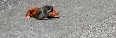 A viral monkey, his plushie, and a 70-year-old experiment: what Punch tells us about attachment theory