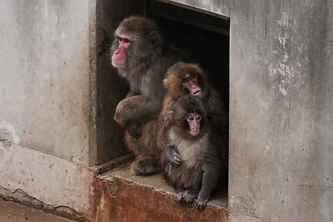 Punch, right a Japanese macaque born on July 26, 2025, sits with others in the monkeys' playground at the Ichikawa city zoo in Tokyo's eastward neighboring city, Tuesday, March 3, 2026. 