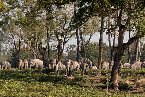 Study finds counterintuitive rise in elephant deaths after organised monitoring
