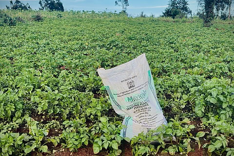 A bag of fertilizer is ready to be used on Elizabeth Wangua's land in Limuru, Kenya Wednesday, March 25, 2026. (AP Photo/Jackson Njehia)

