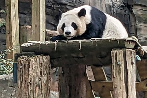 One of four panda bears at Zoo Atlanta rests in their habitat on Dec. 30, 2023, in Atlanta. 