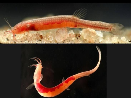 Rare fish species found in underground waters of Assam's Goalpara; CM Sarma hails discovery