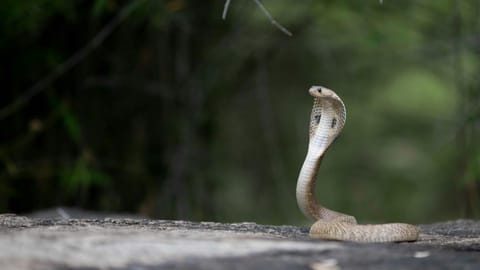 Indian cobra