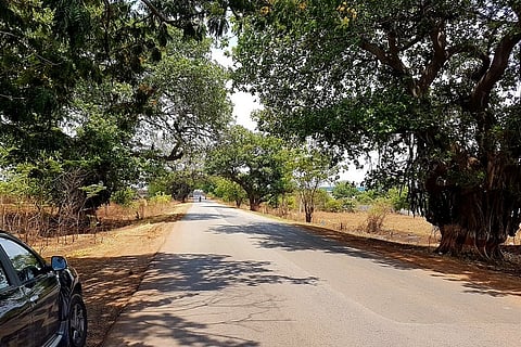 Save over 300 banyan trees on Hyd-Chevella road from being axed: Activists demand
