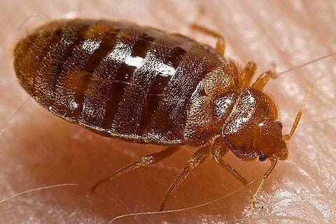 Everything you never wanted to know about bed bugs, and more