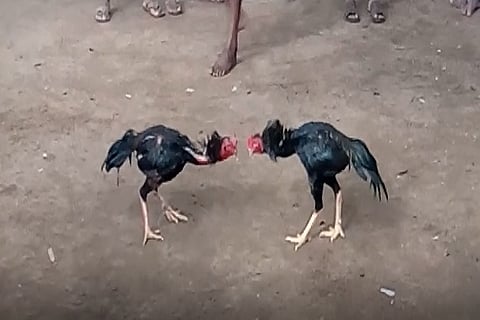 To confuse cops, banned cockfights to be conducted on AP-Telangana border