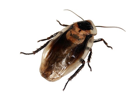 Profiling our hidden housemates: How to deal with cockroaches 