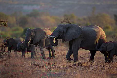 How the world's leading natural diamond companies are moving towards sustainability