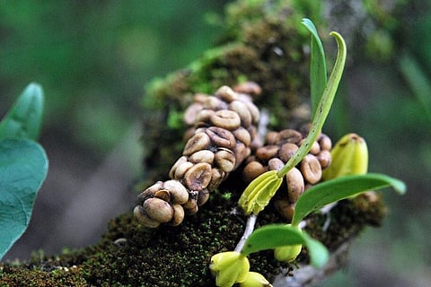 How a company in Coorg is producing the world's most expensive coffee, from civet poop 